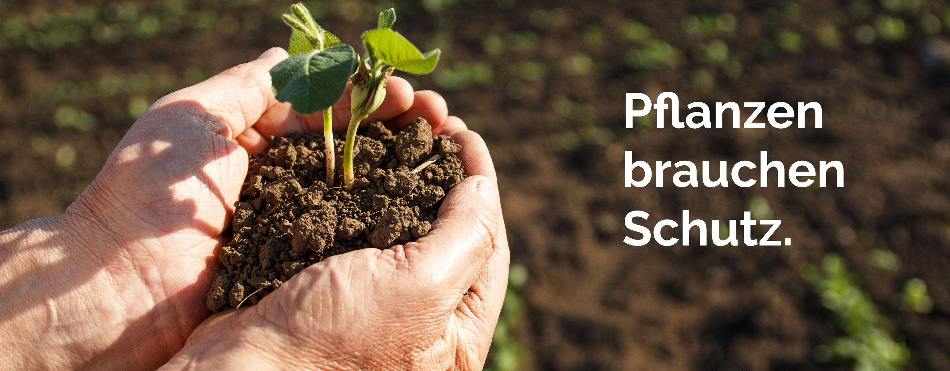Pflanzen brauchen Schutz