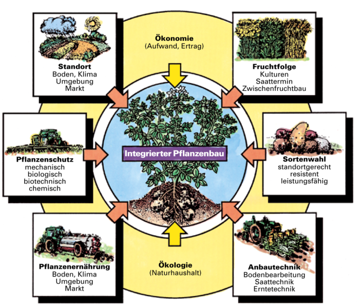 Ertragsverluste ohne Pflanzenschutz